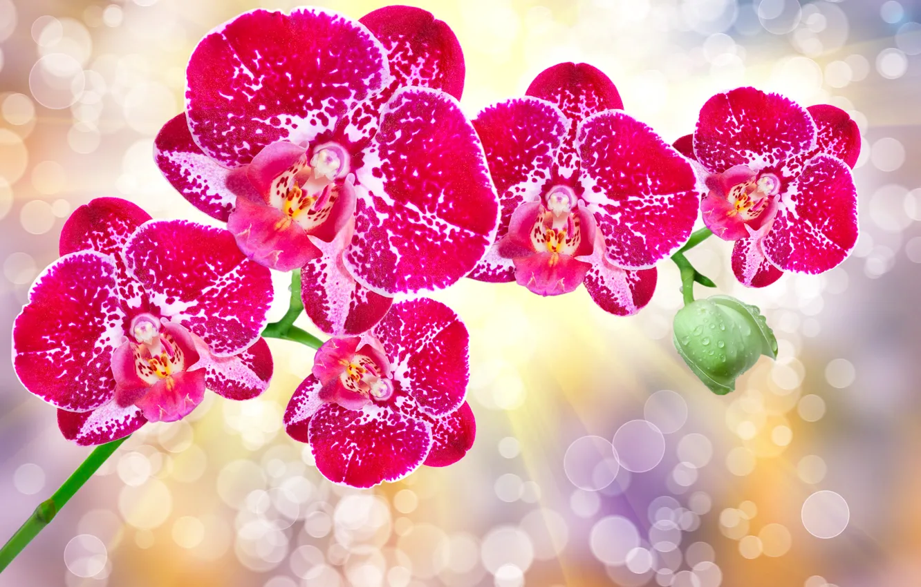 Фото обои блики, фон, орхидеи, лучи света, боке, крупным планом