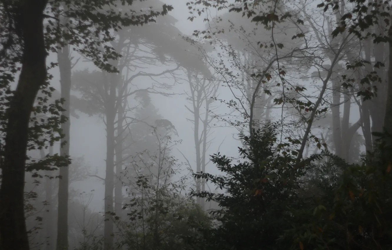 Фото обои лес, деревья, природа, туман, сумрак