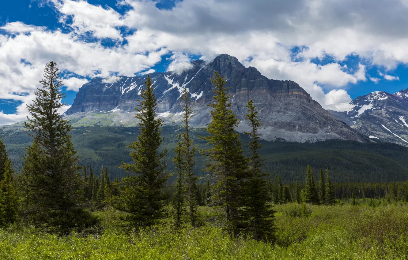 Фото обои лес, облака, деревья, горы, США, кусты, Glacier, Montana