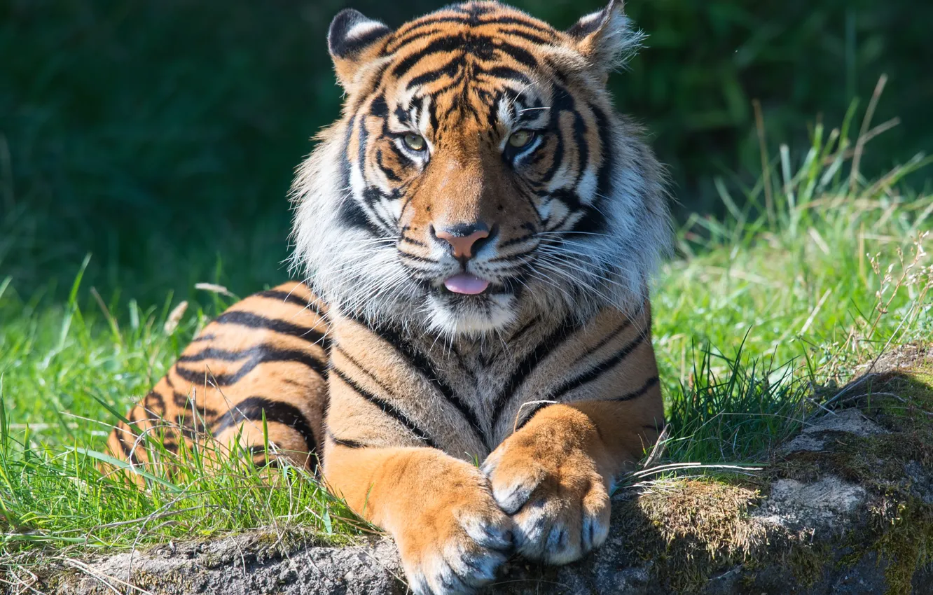 Фото обои язык, морда, тигр