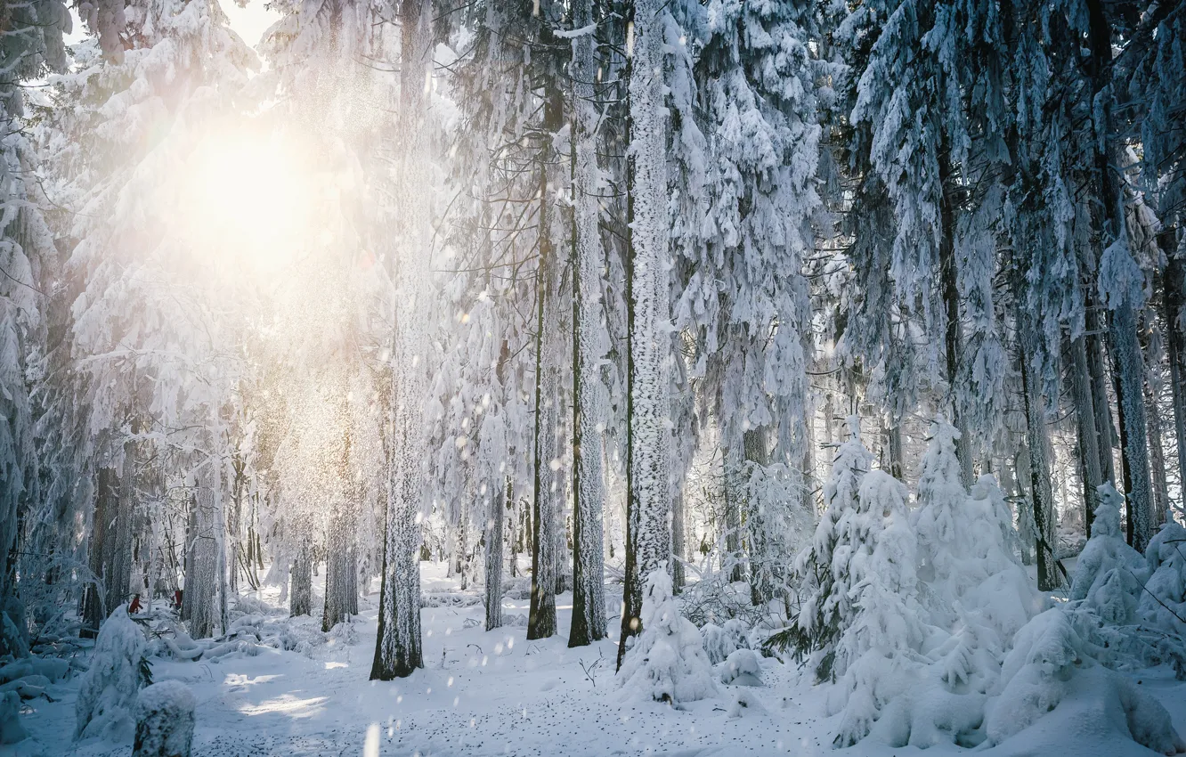 Фото обои зима, иней, лес, солнце, свет, снег, деревья, Германия