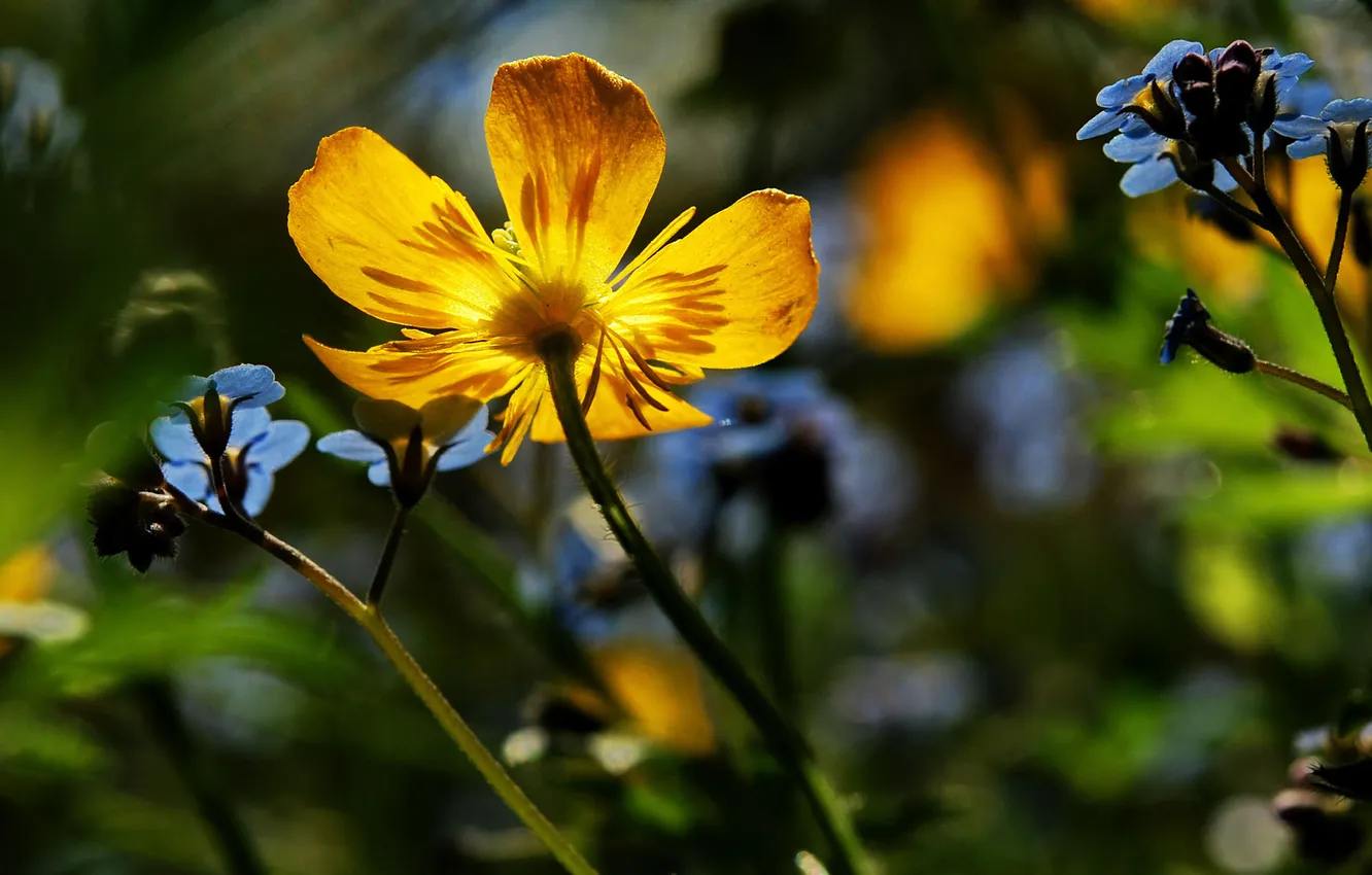 Фото обои цветы, синие, жёлтые