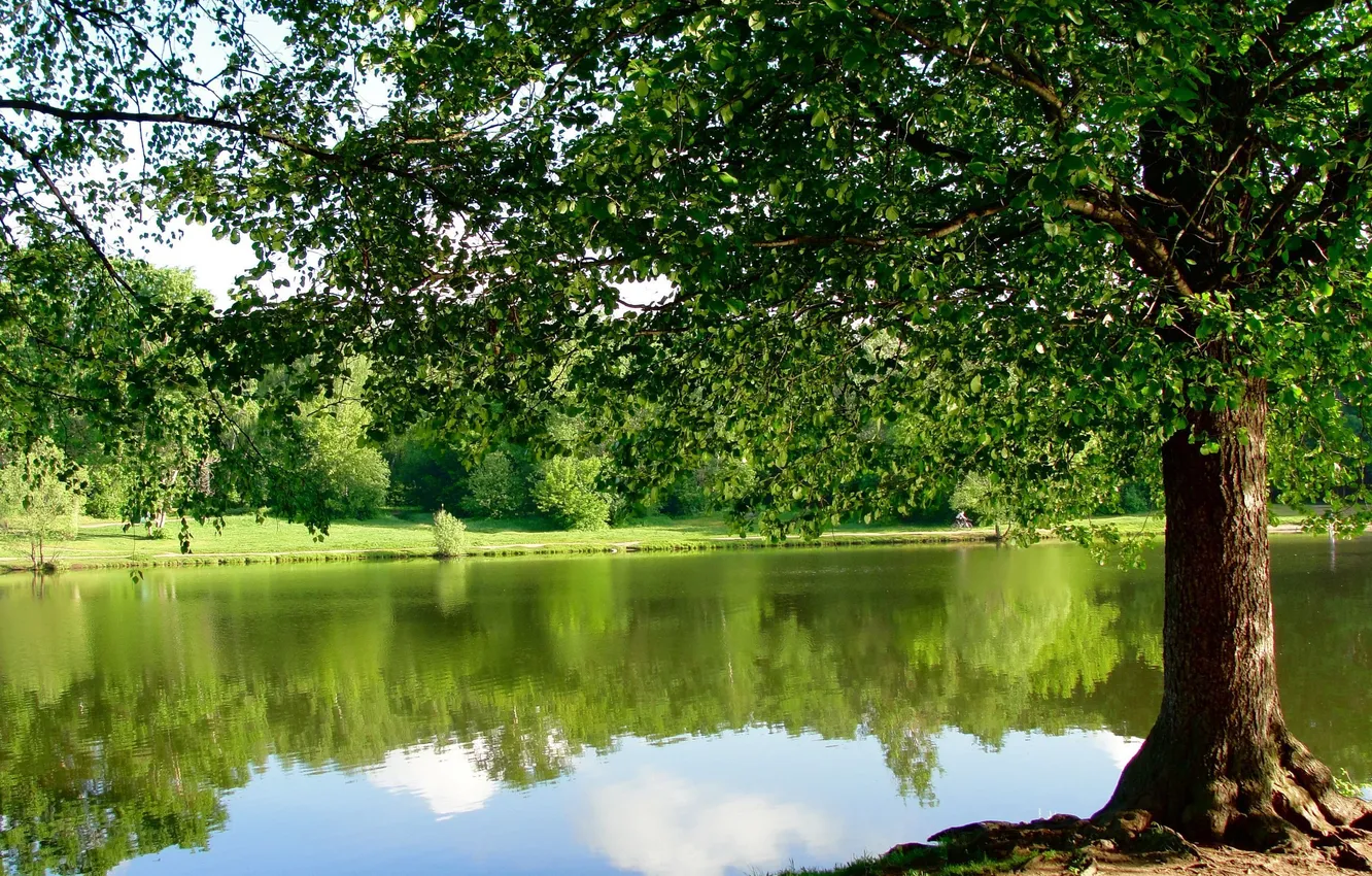 Фото обои пруд, парк, дерево