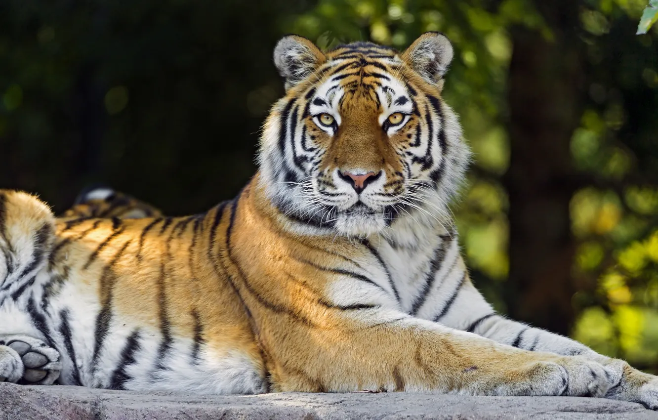 Фото обои взгляд, тигр, хищник
