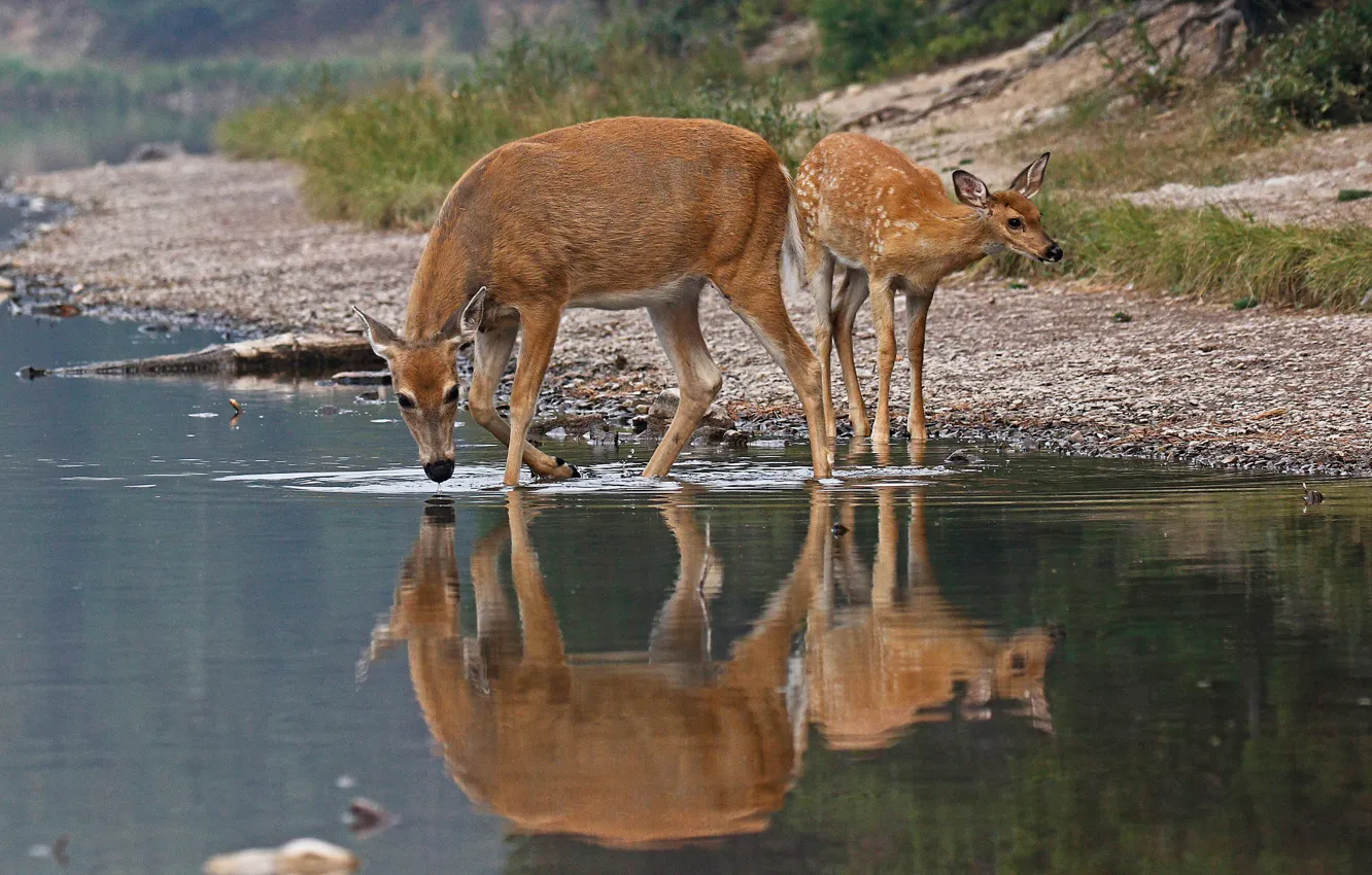 Вода для животных: в Самарском заповеднике кабаны создали водопой