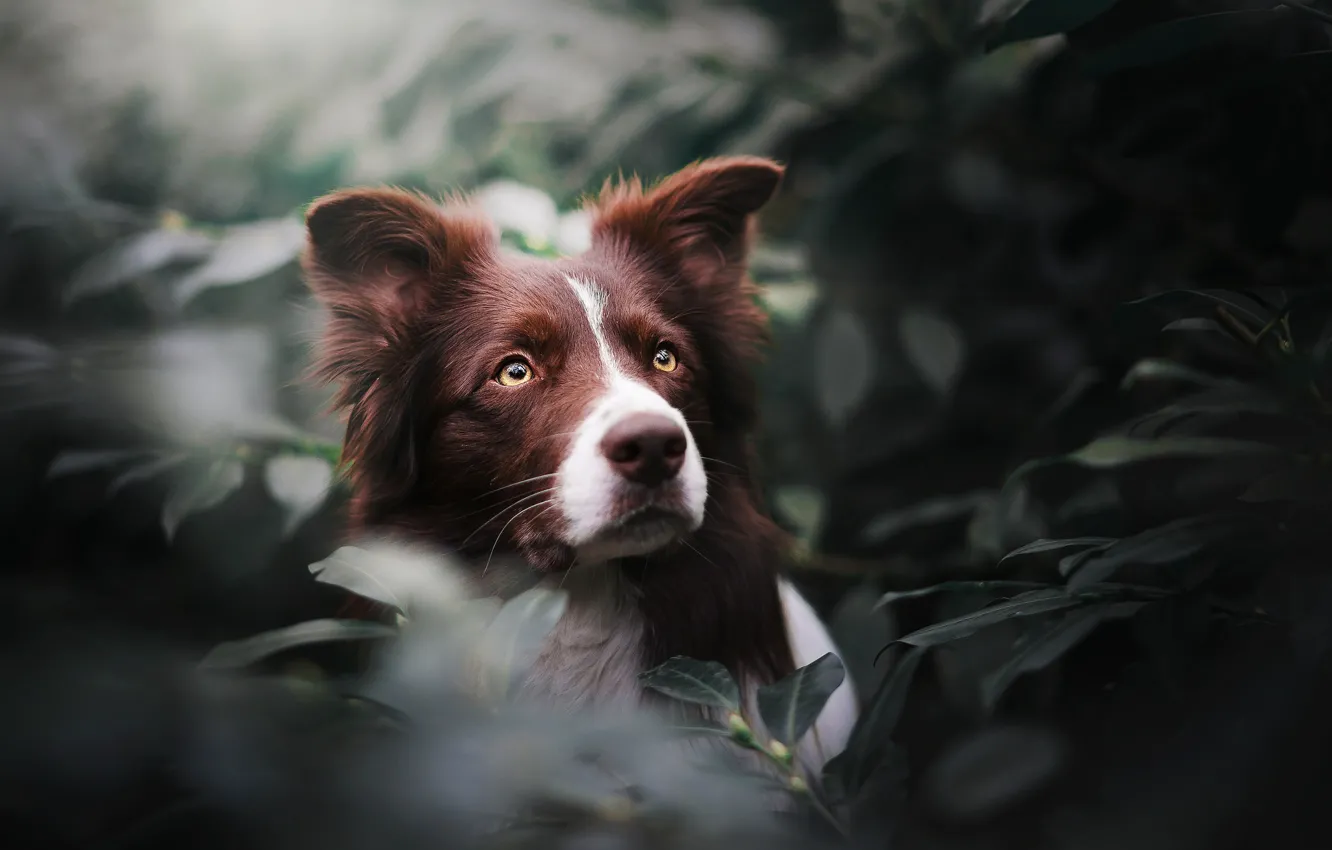 Фото обои взгляд, морда, листья, портрет, собака, Бордер-колли