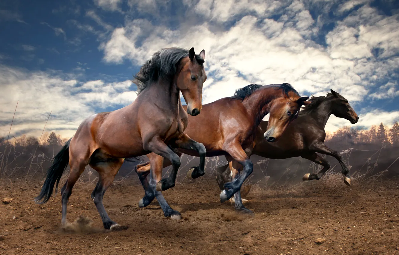 Фото обои поле, земля, кони, лошади, бег