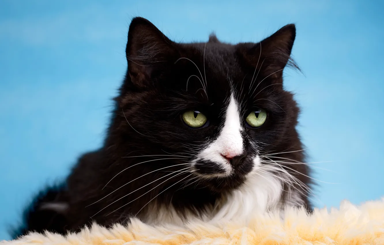 Фото обои кошка, кот, взгляд, черно-белый, черный, портрет, мех, голубой фон