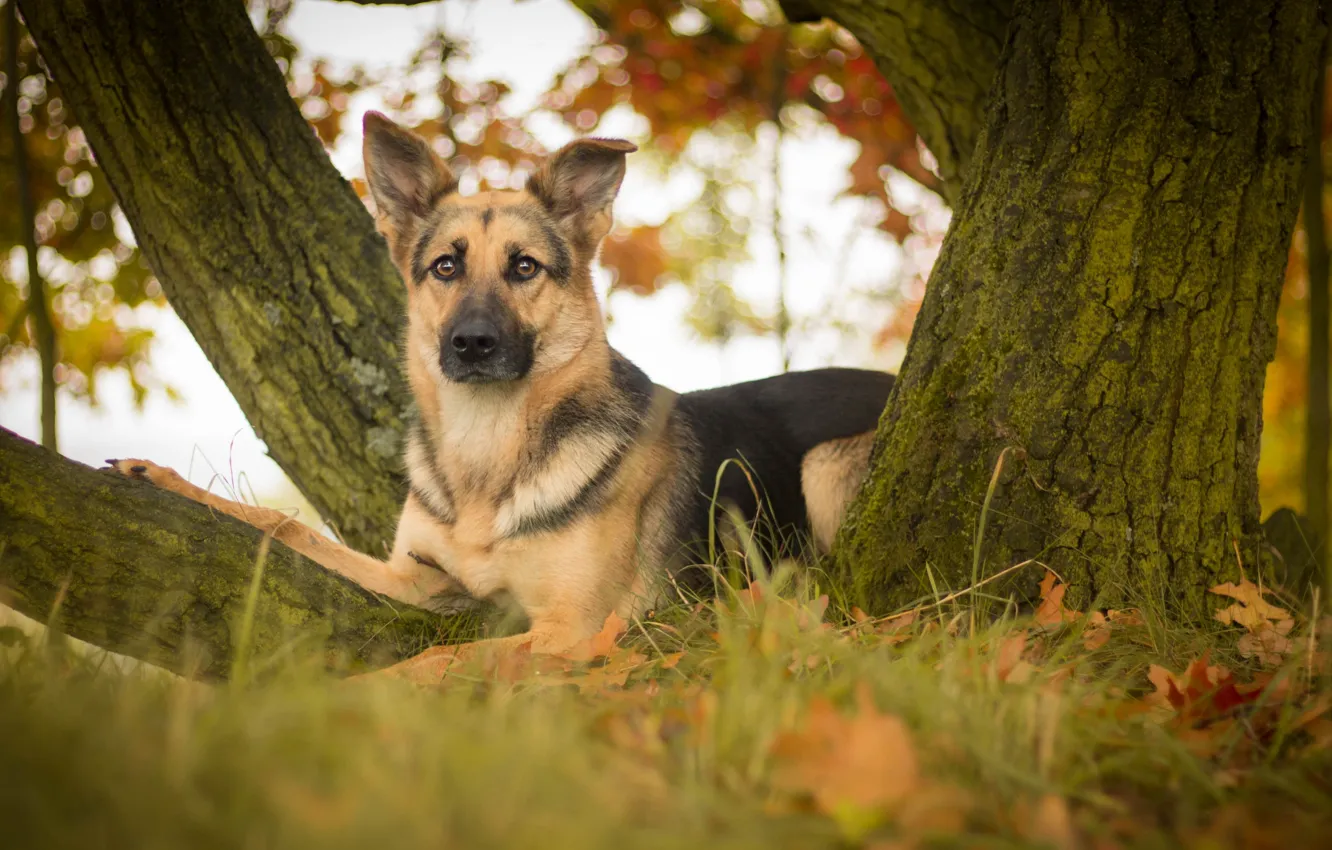 Фото обои взгляд, листья, дерево, собака, овчарка, Немецкая овчарка