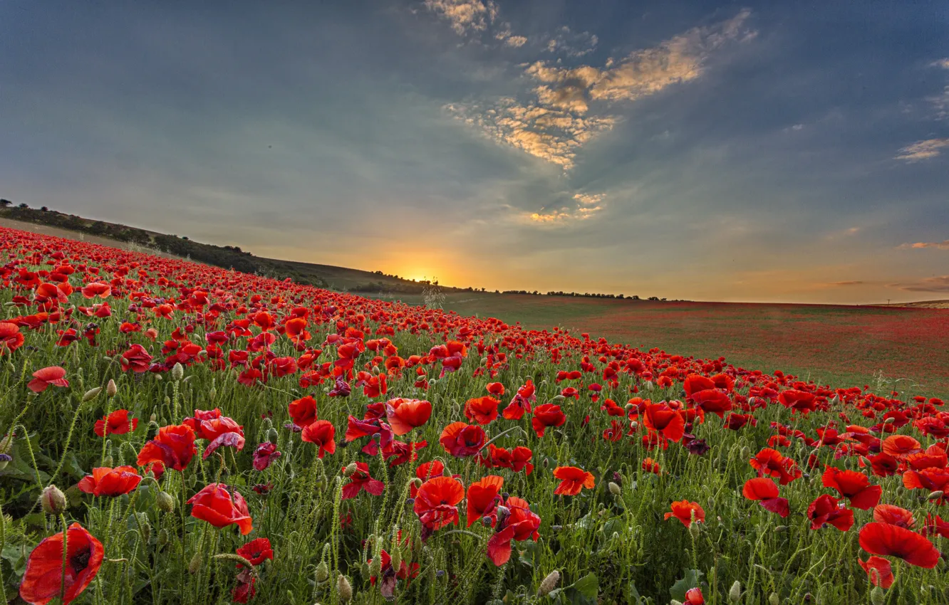 Фото обои field, sunset, poppy