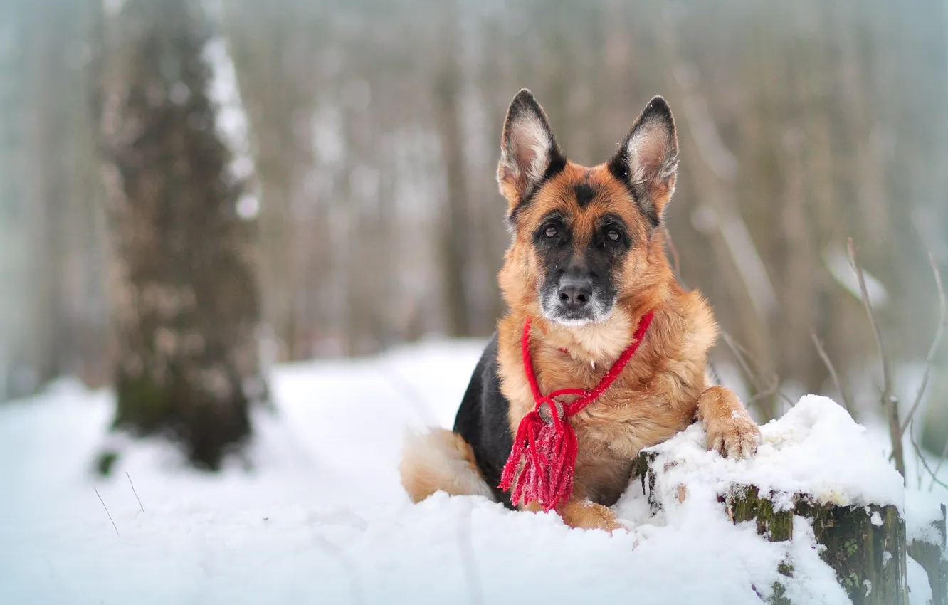 Фото обои зима, снег, природа, животное, собака, овчарка