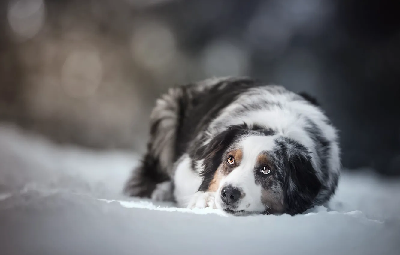 Фото обои зима, взгляд, морда, снег, поза, фон, собака, лежит
