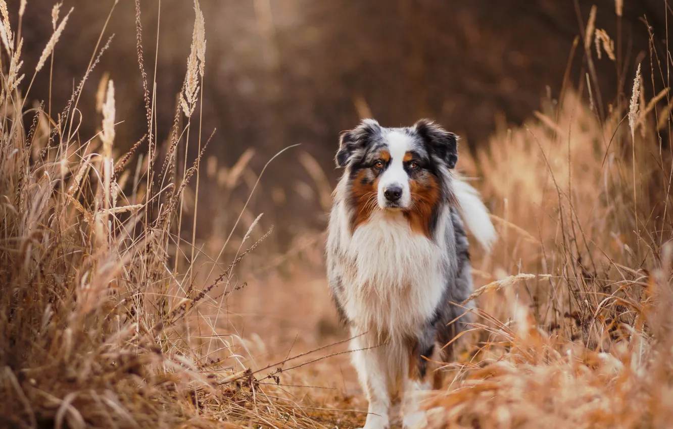 Фото обои взгляд, друг, собака