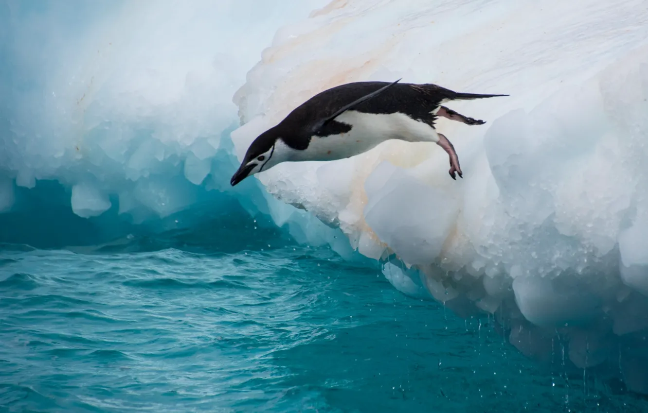 Фото обои вода, прыжок, птица, пингвин, льдина, Антарктический пингвин