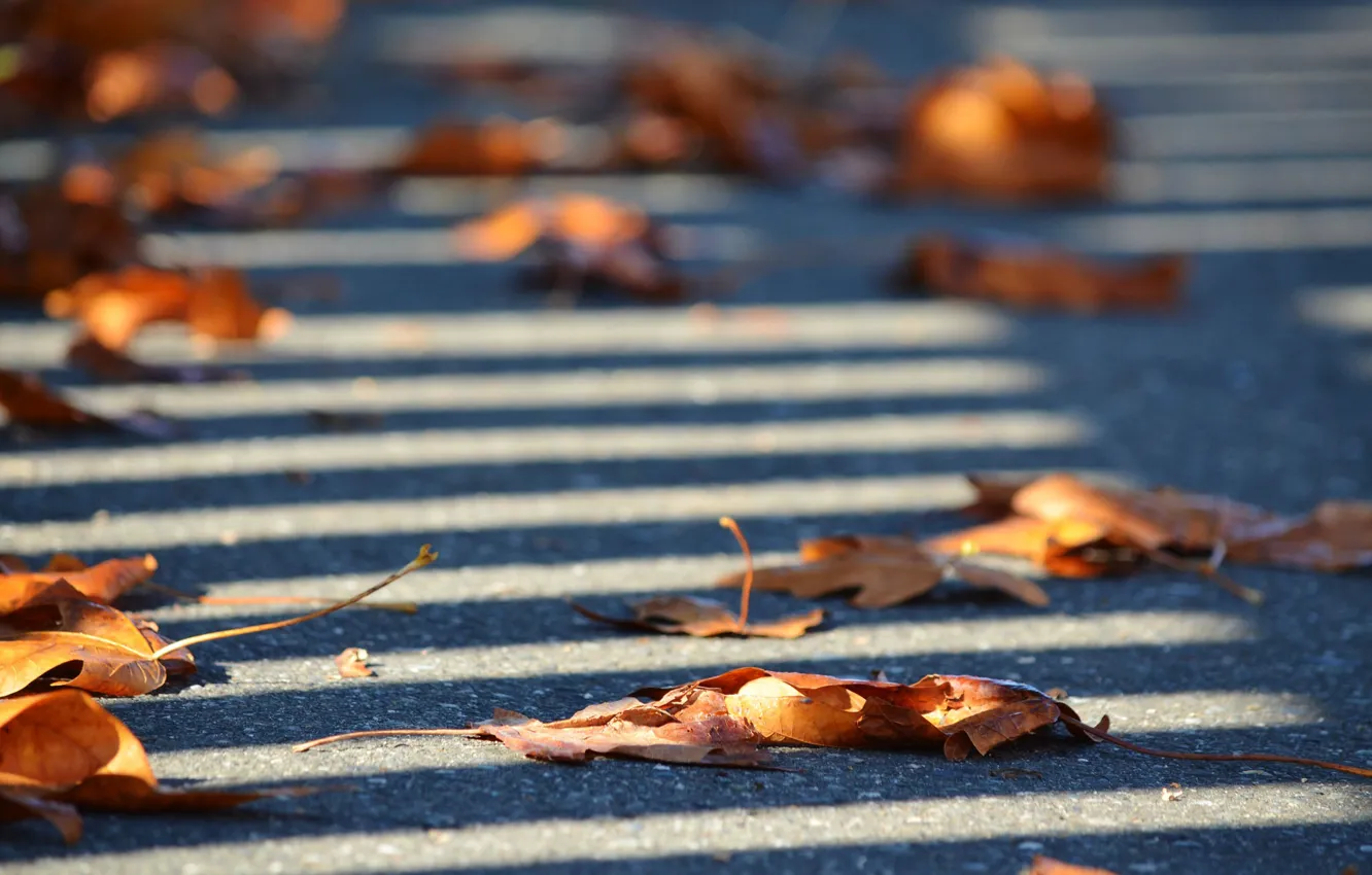 Фото обои autumn, leaves, street, fence, shadows, sunlight