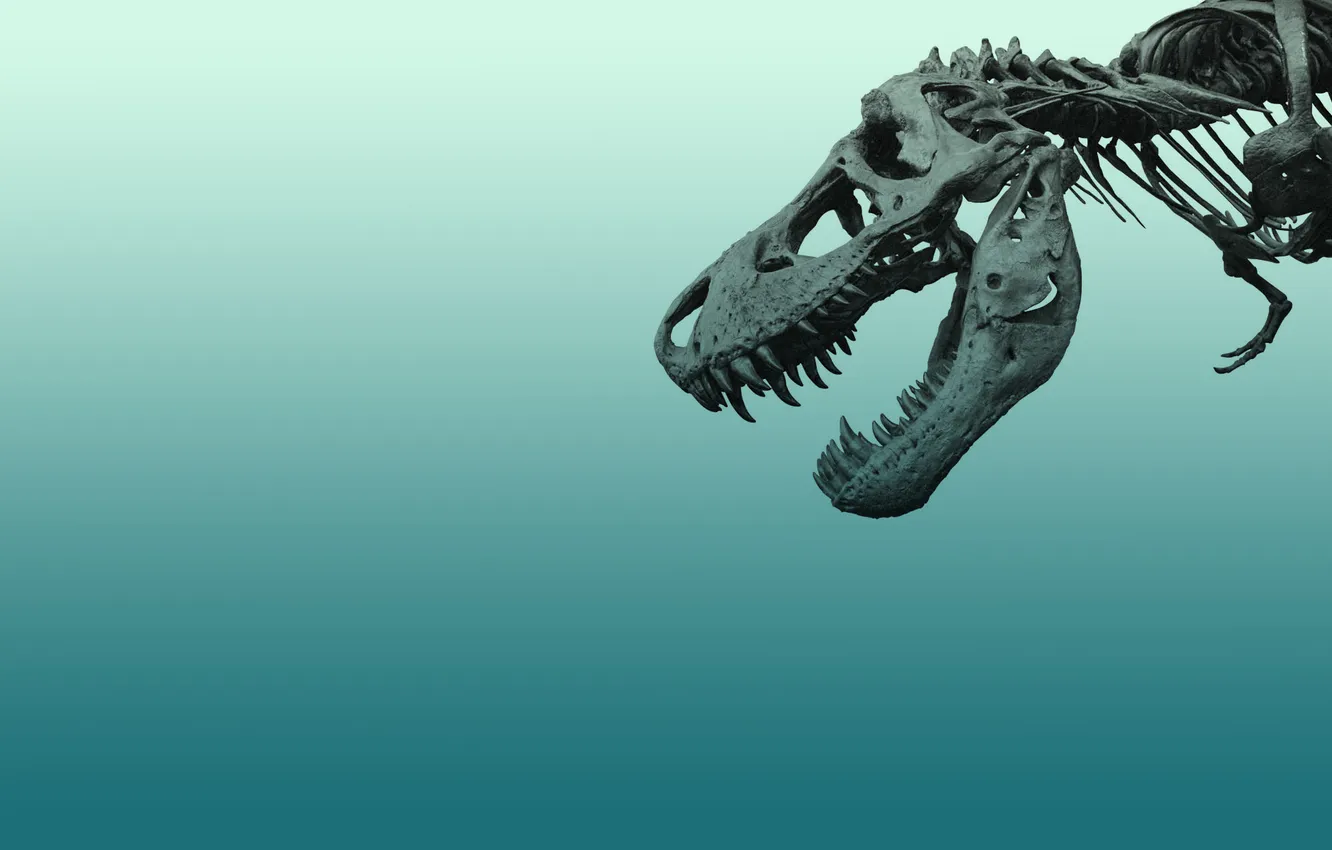 Фото обои динозавр, минимализм, скелет, голубой фон