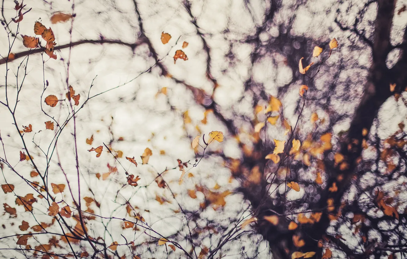 Фото обои осень, макро, ветки, листва, портал боке