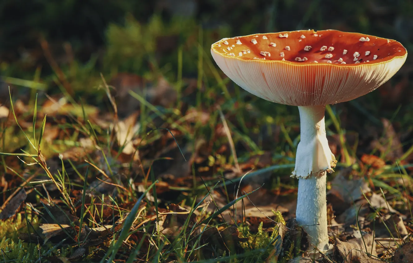 Фото обои осень, природа, поляна, гриб, мухомор