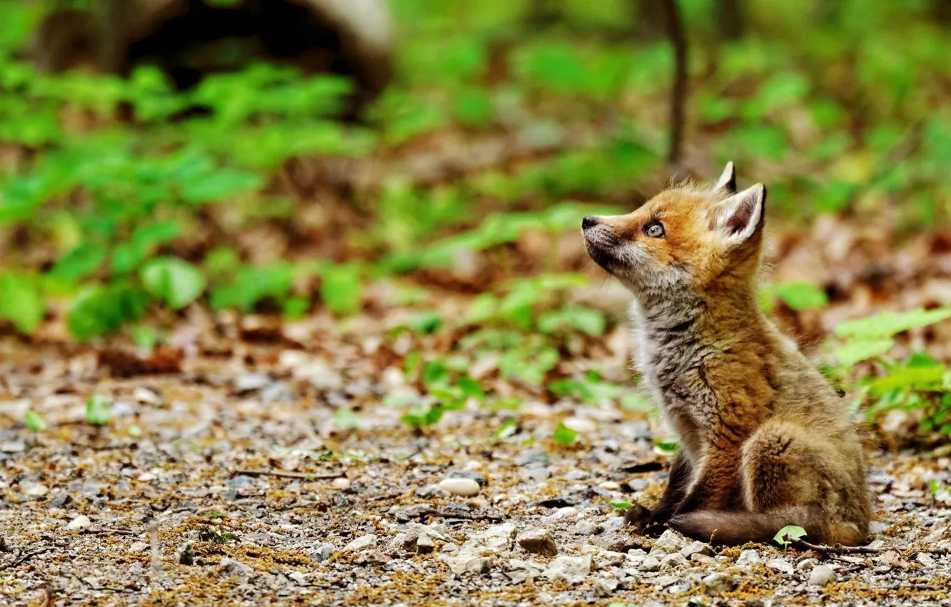 Фото обои fox, animals, nature, animal, baby, wildlife, sitting