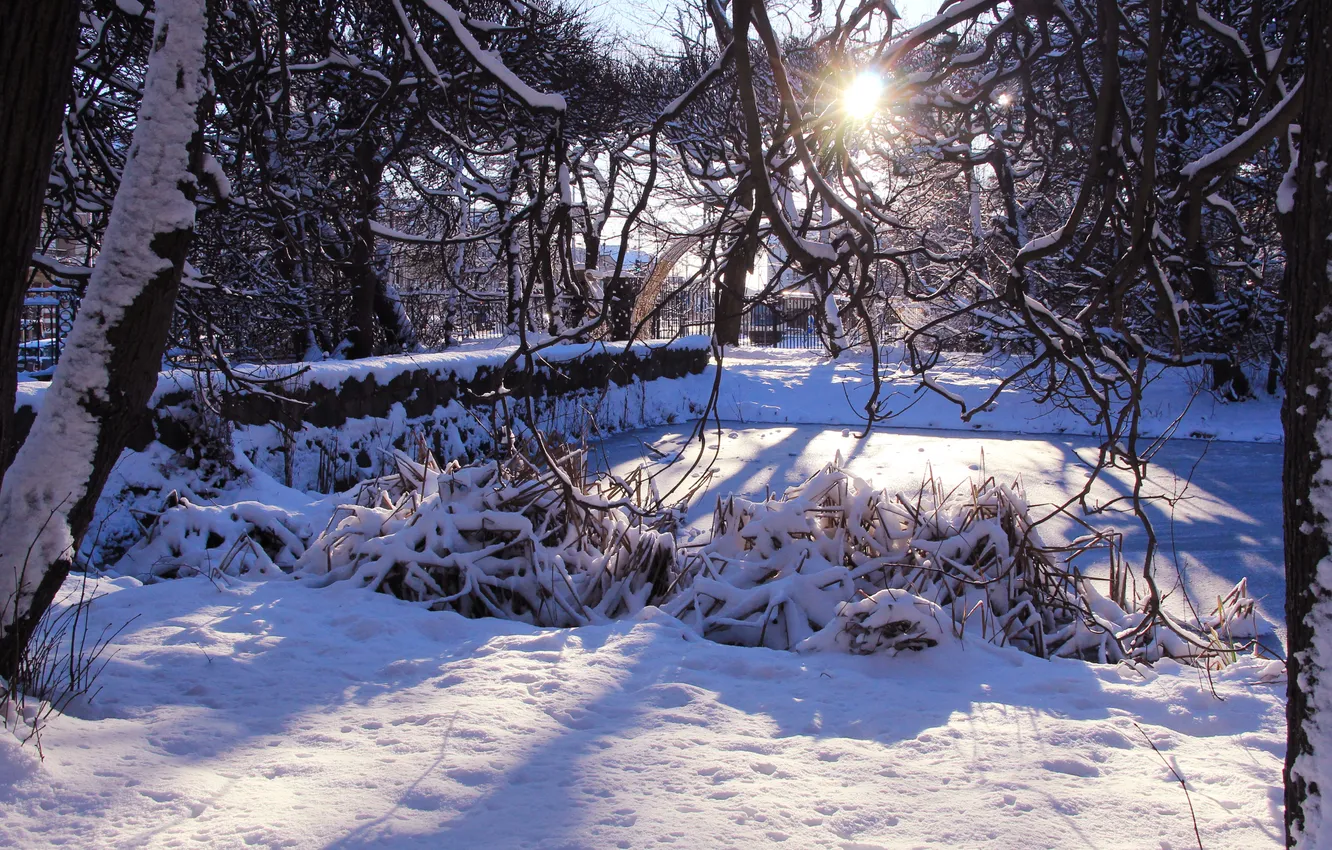 Фото обои trees, park, winter, snow, sun