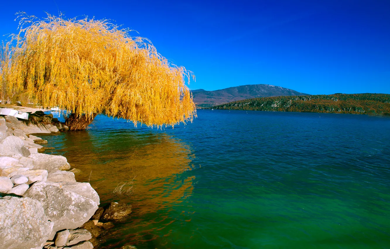 Фото обои осень, пейзаж, озеро, дерево, Природа, ива