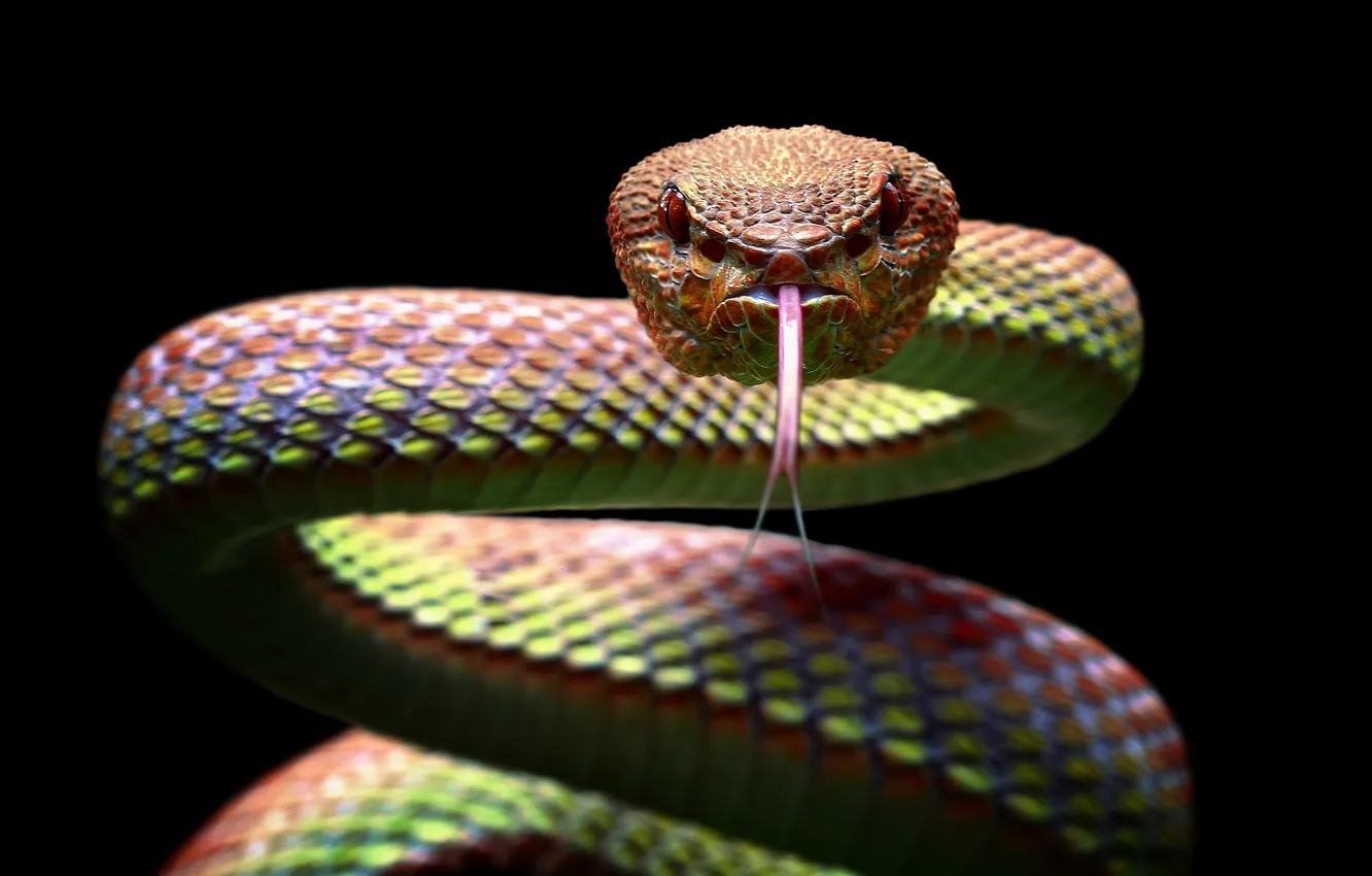 Фото обои snake, tree, scale, skin, scary, scales, serpent, species