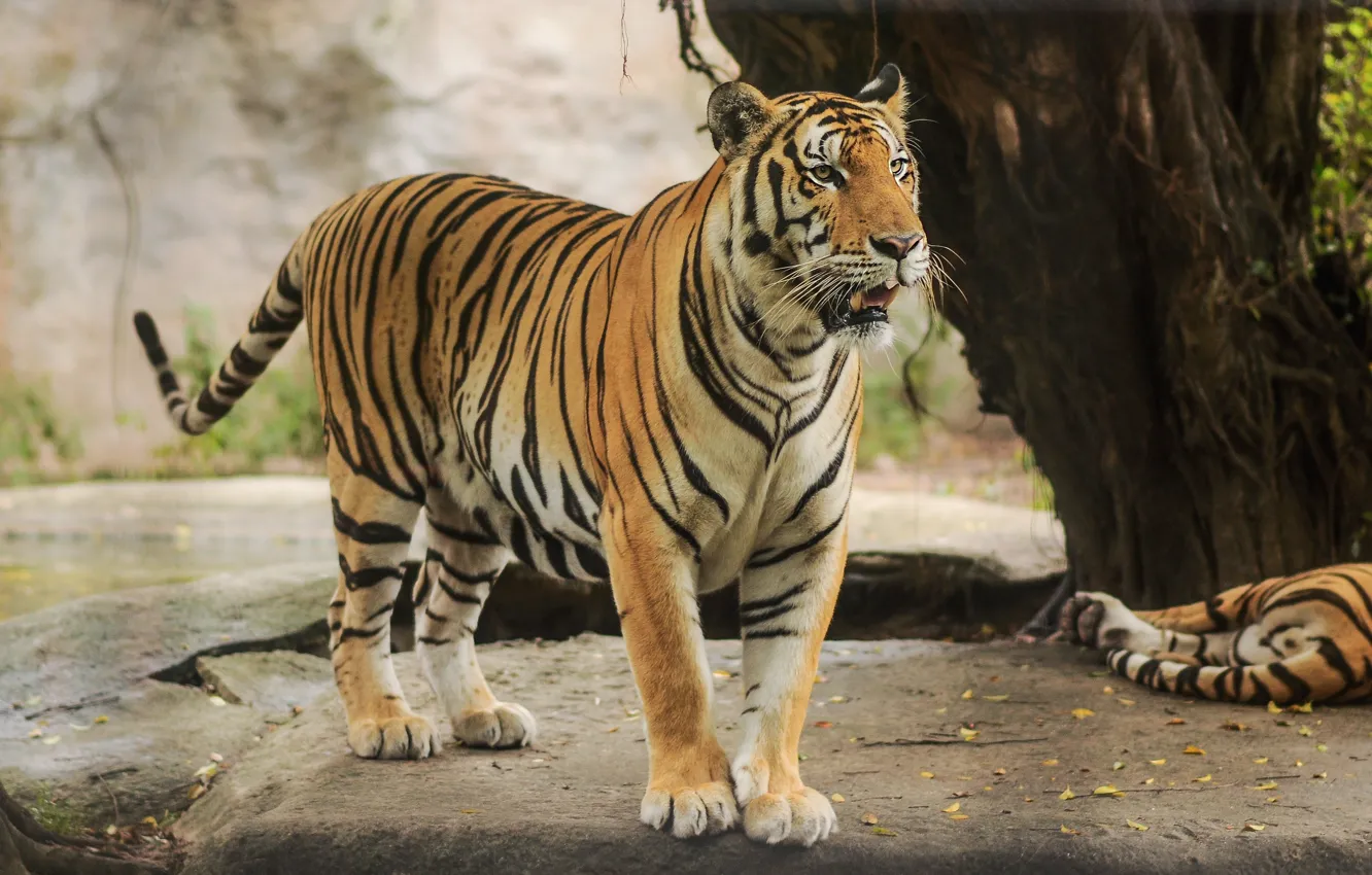 Фото обои взгляд, природа, тигр, поза, камни, дерево, стоит, тигры
