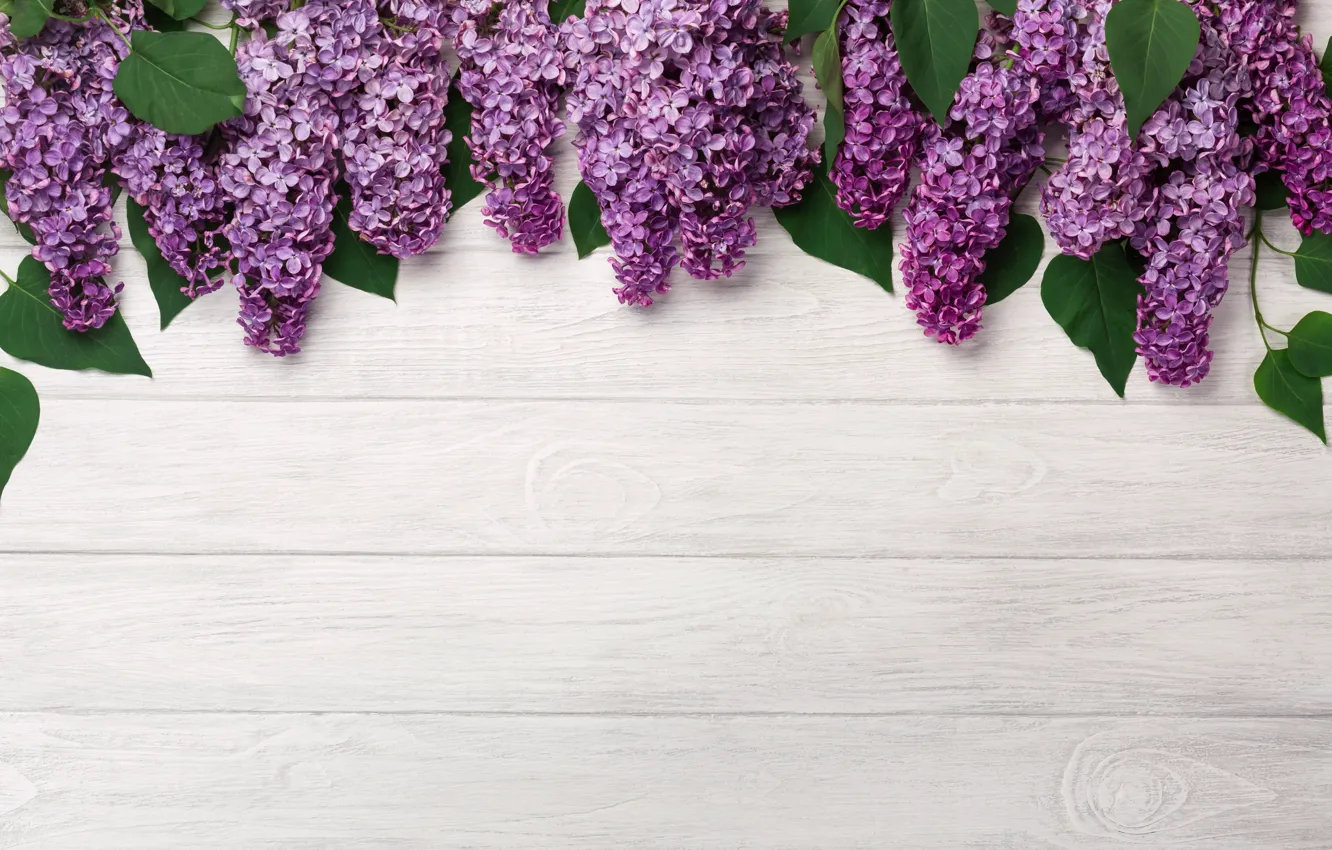 Фото обои цветы, wood, flowers, сирень, romantic, lilac