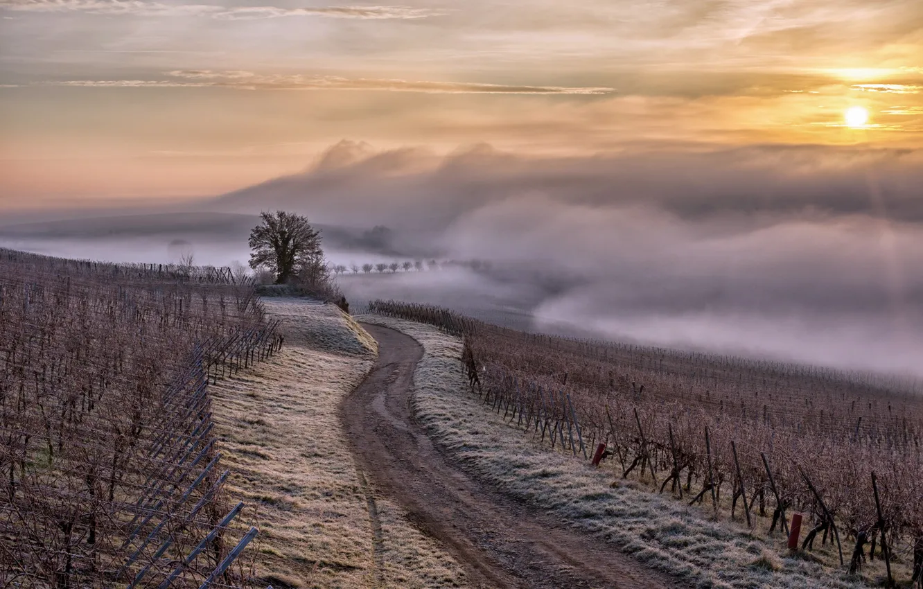 Фото обои France, brouillard, brume, Région Alsace, Alsace, vignes
