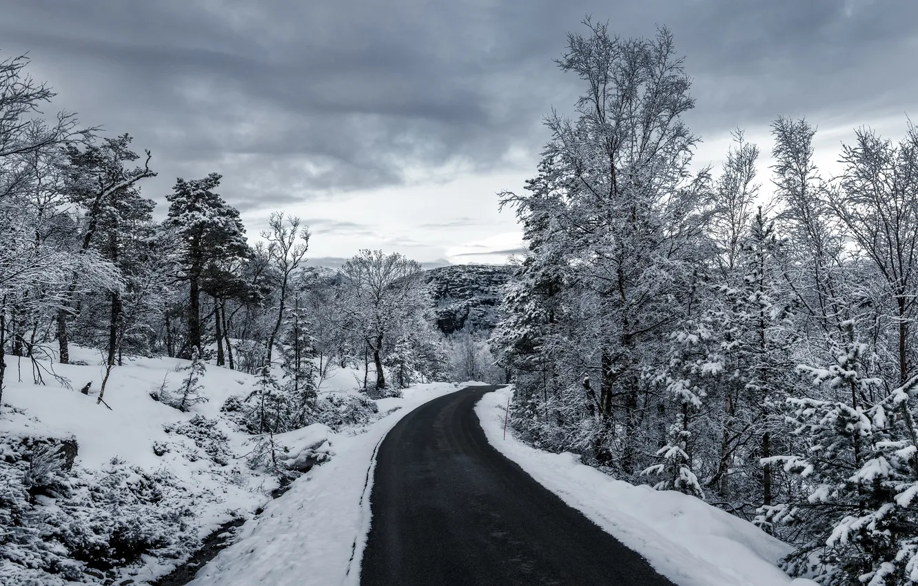 Фото обои зима, дорога, снег, деревья, серые облака