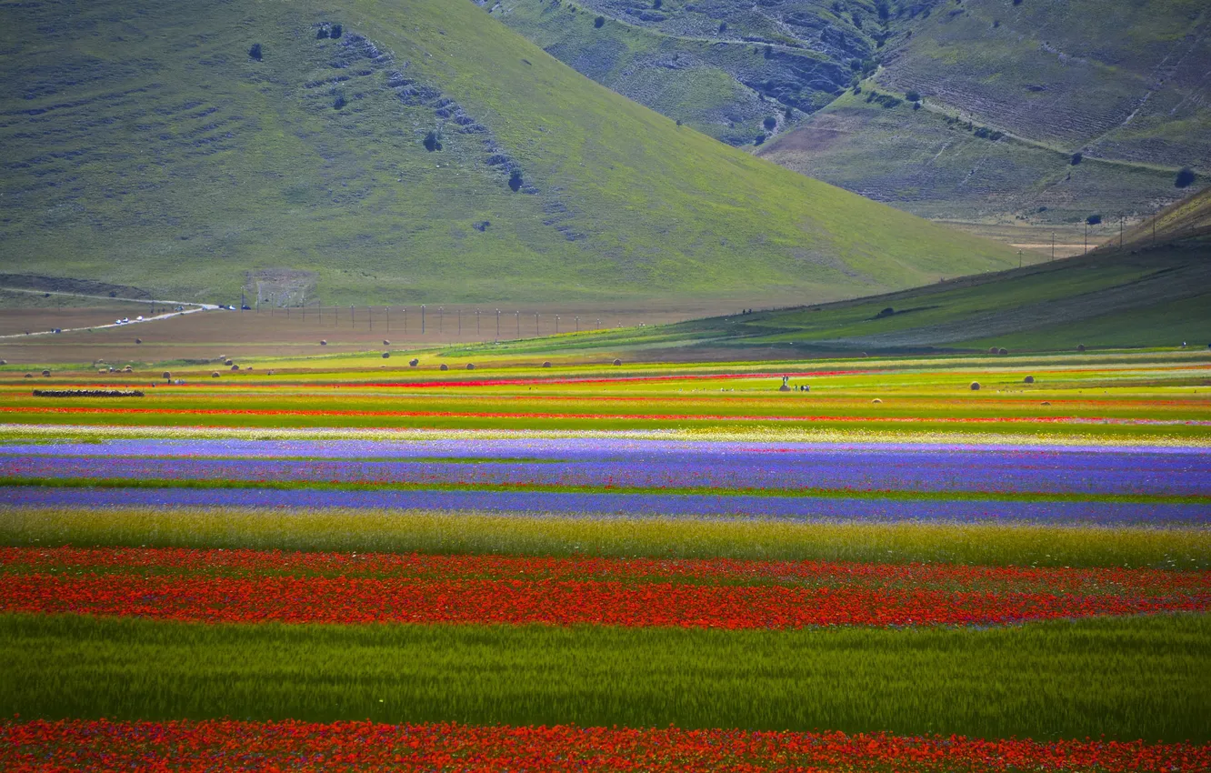 Фото обои поле, цветы, горы, долина, склон, плантация