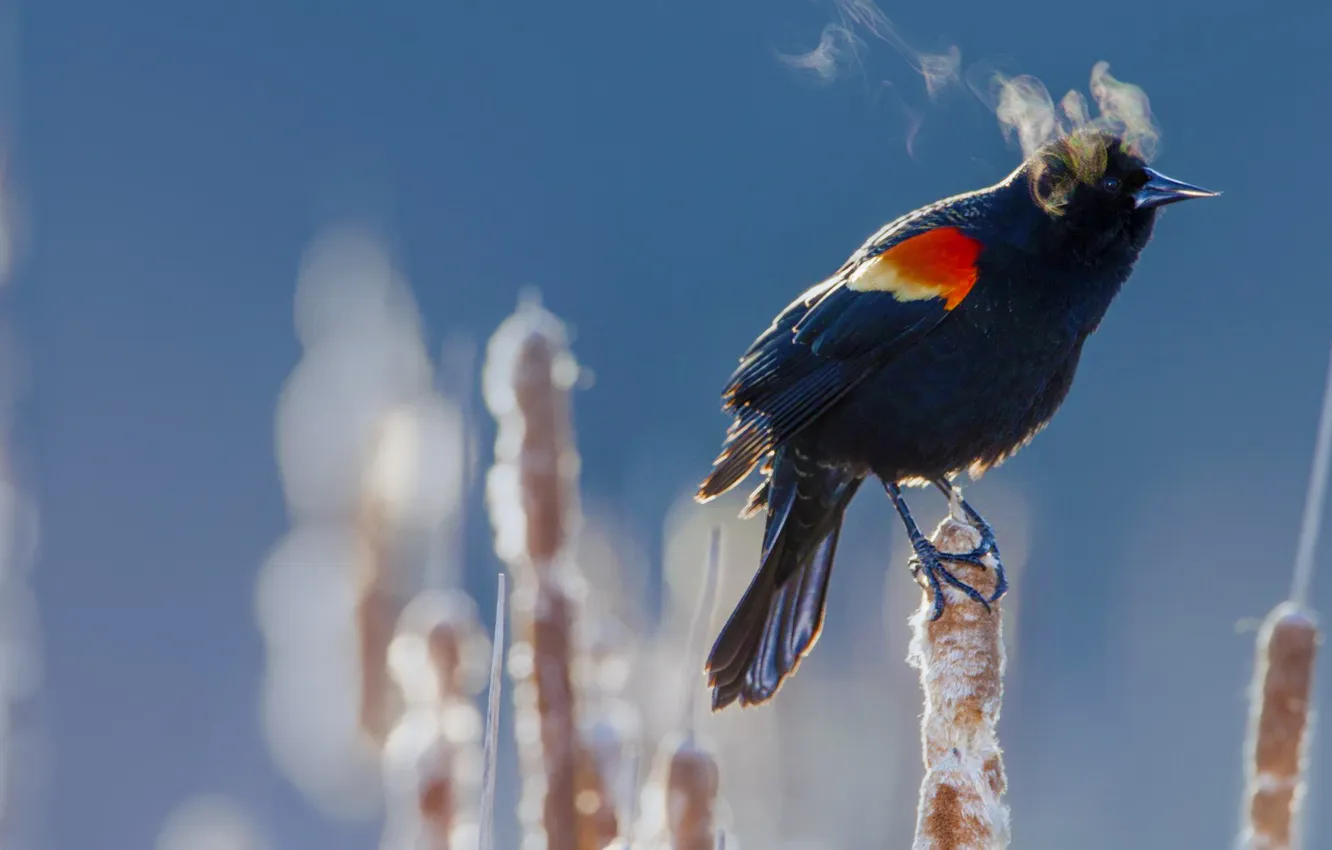 Фото обои холод, зима, птица, камыш, краснокрылый черный дрозд