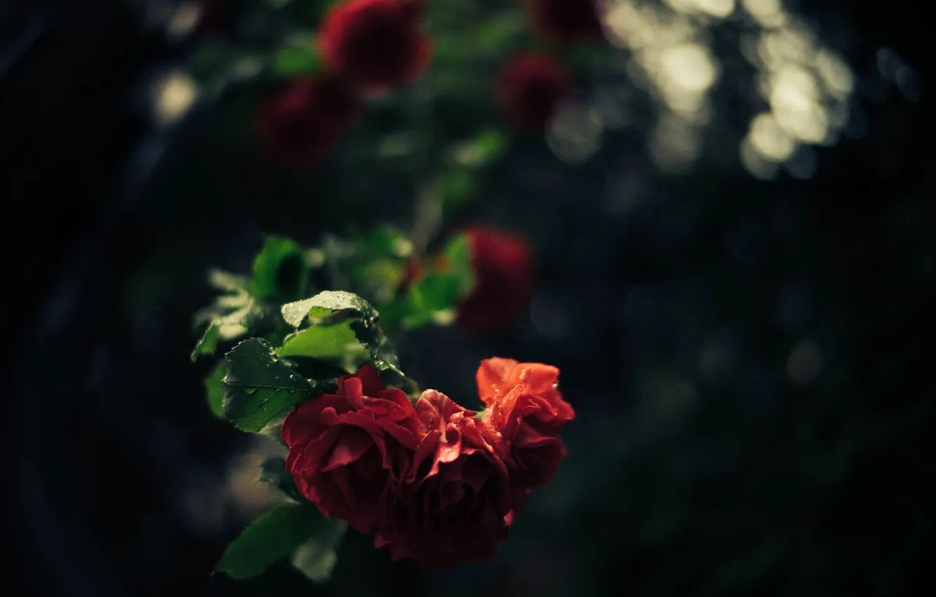 Фото обои листья, розы, лепестки, красные
