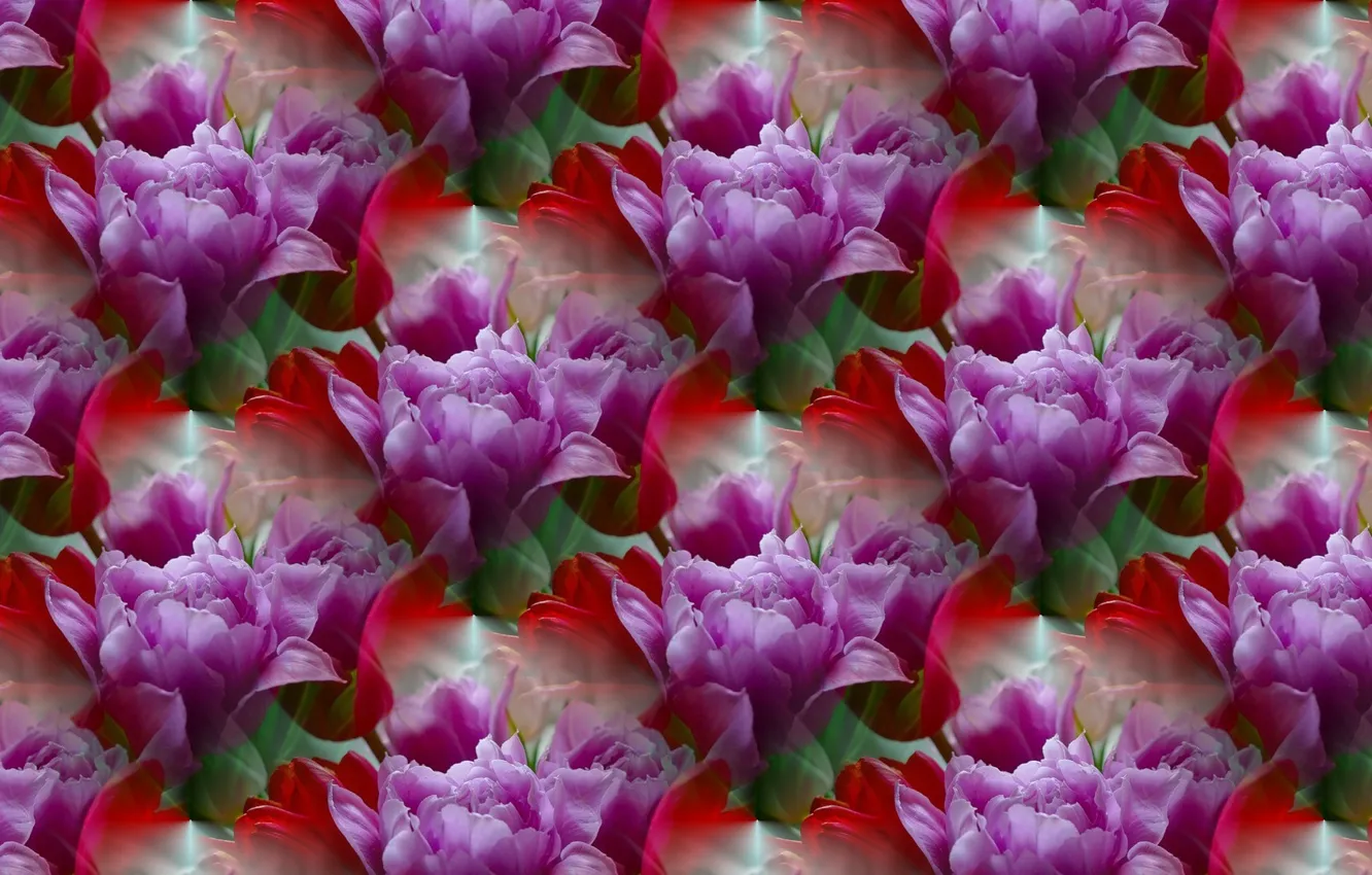 Фото обои цветы, фон, текстура, тюльпаны