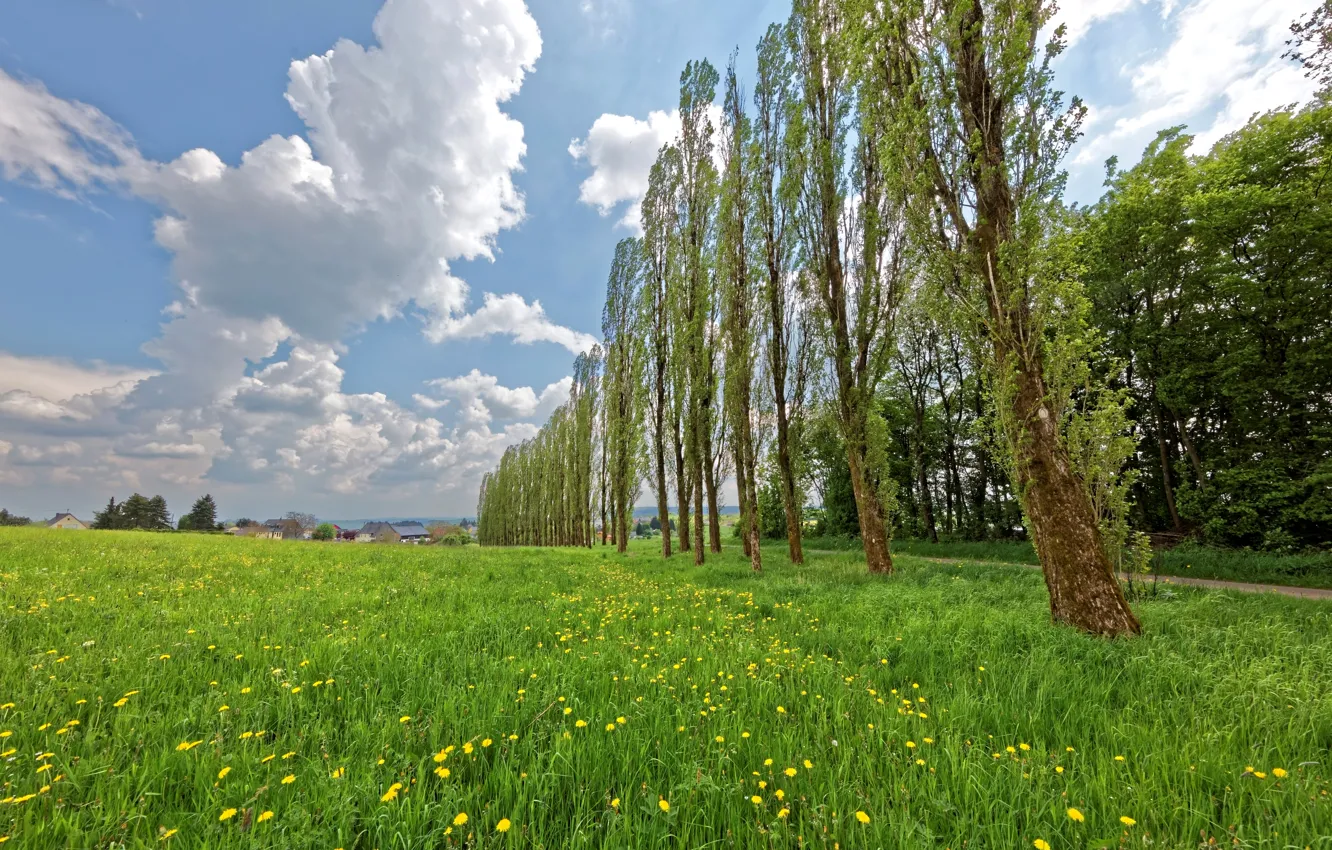 Фото обои поле, лето, трава, облака, деревья, Германия, домики, одуванчики