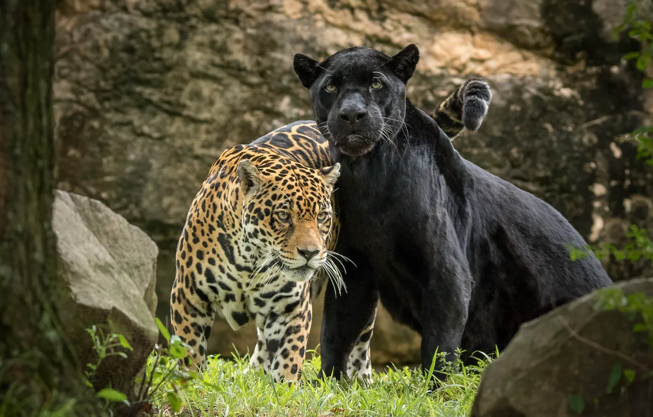 Фото обои хищник, пантера, пара, ягуар