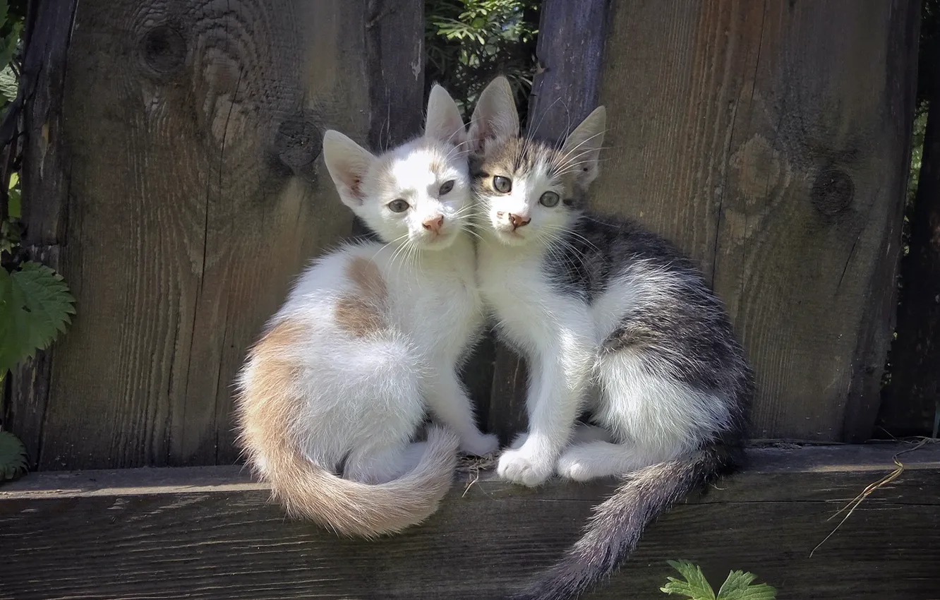 Фото обои котята, котики, милота