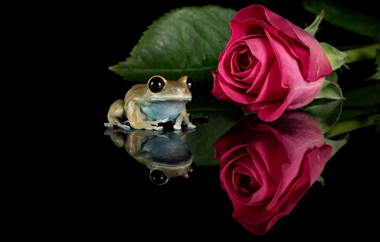 Фото обои цветок, взгляд, макро, отражение, роза, листок, лягушка, бутон