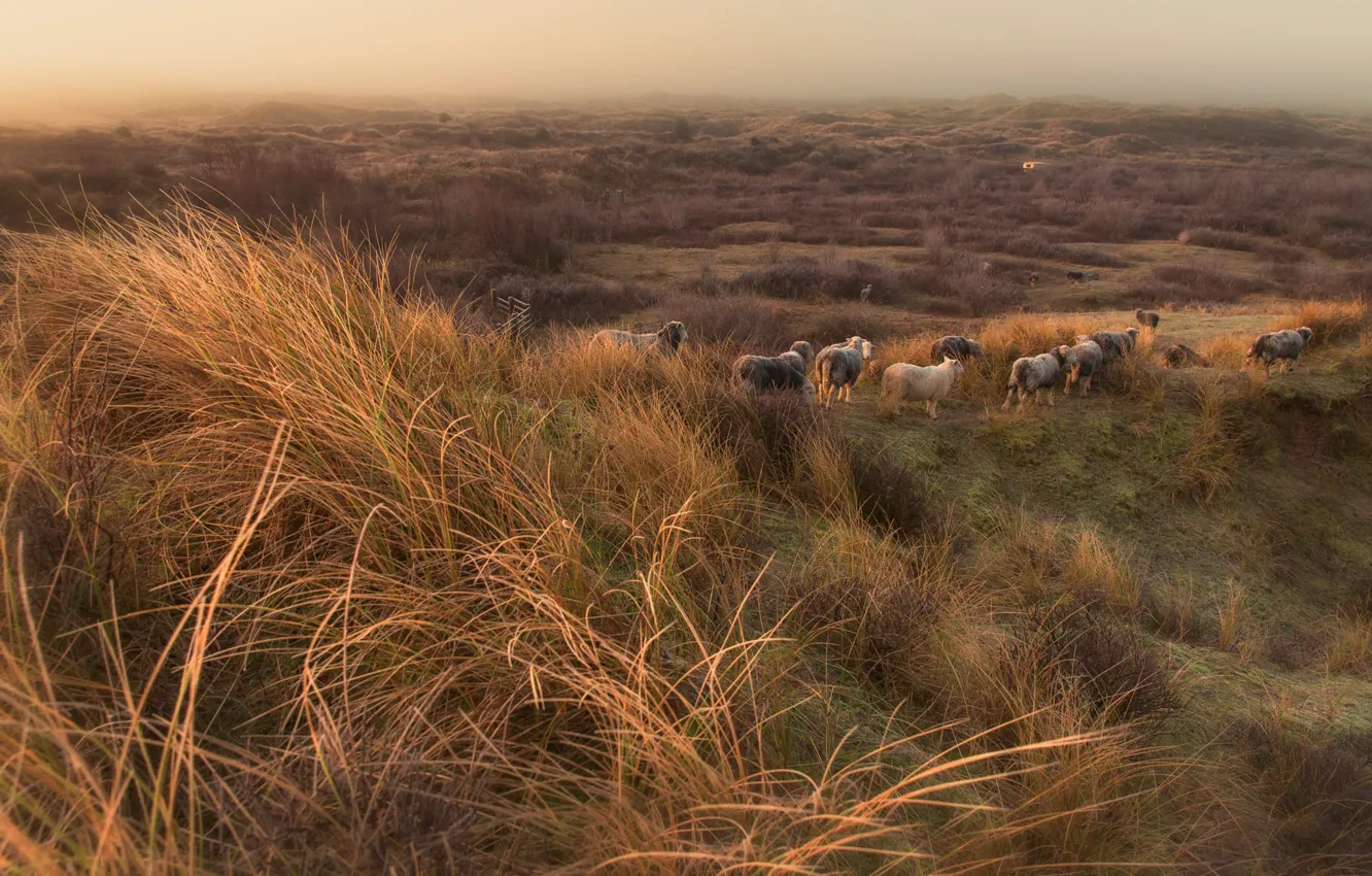 Фото обои трава, овцы, склон, пастбище, холм, овечки, стадо, кустарники