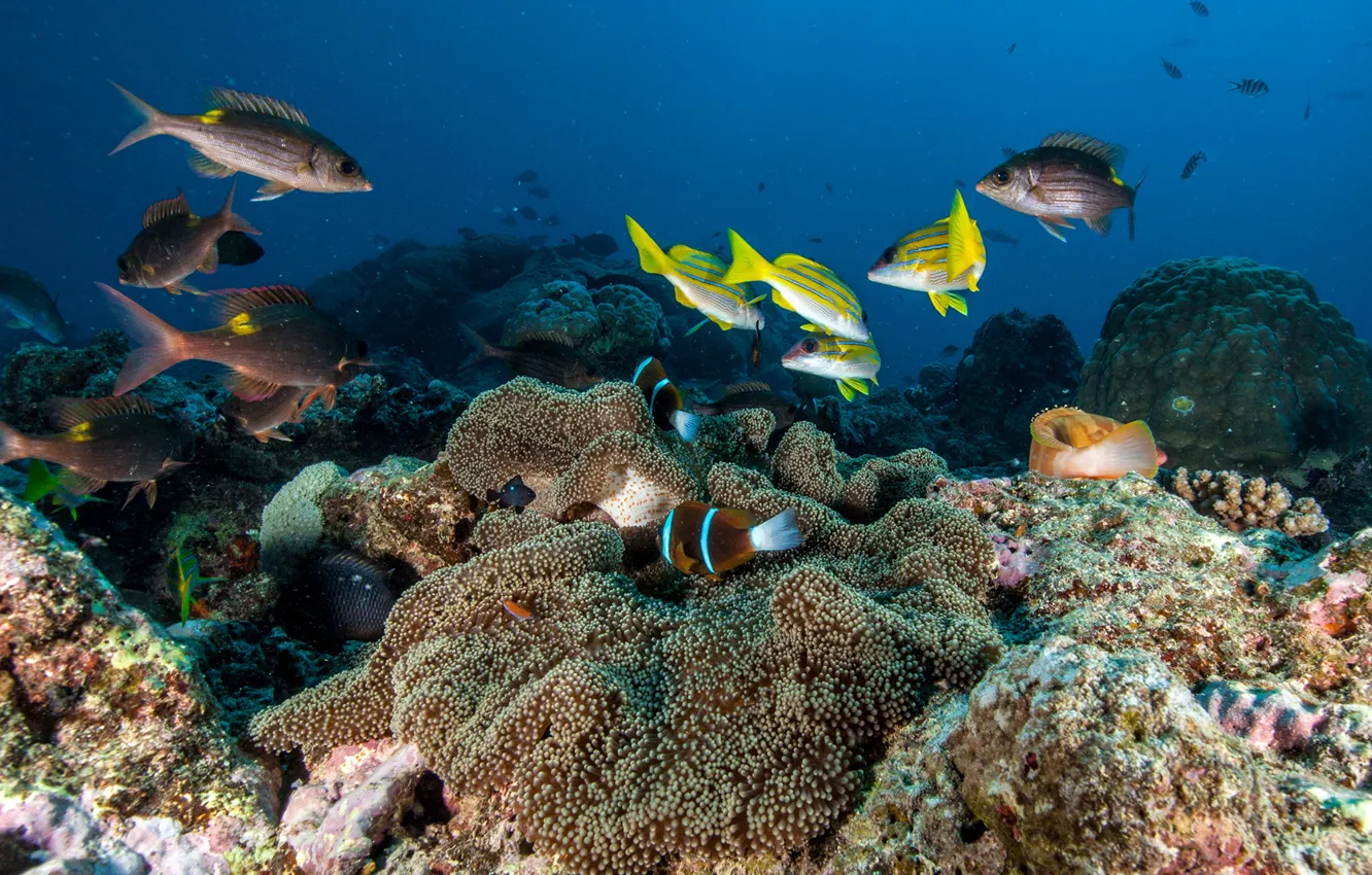 Фото обои море, рыбы, синева, дно, кораллы, подводный мир