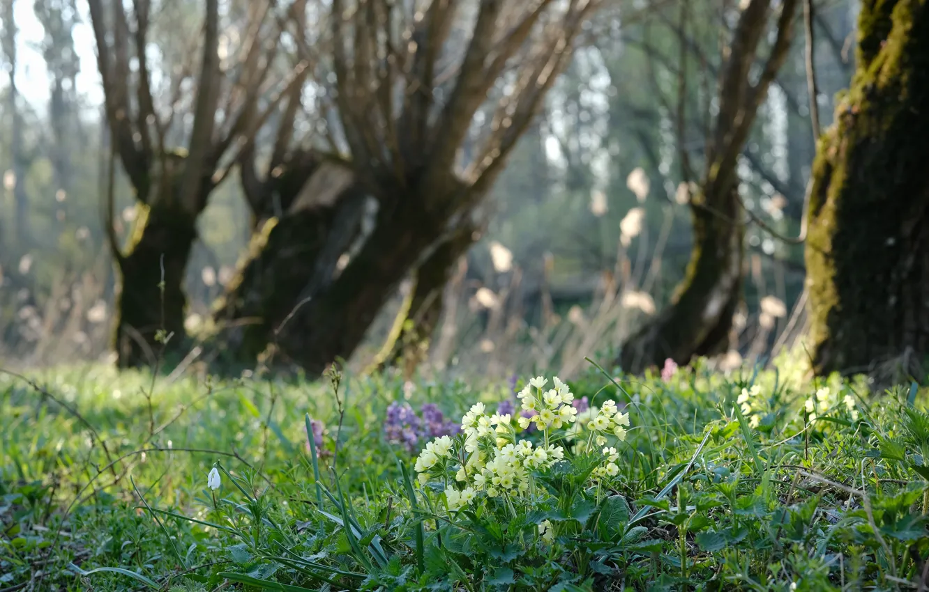 Фото обои лес, трава, свет, деревья, цветы, ветки, парк, поляна