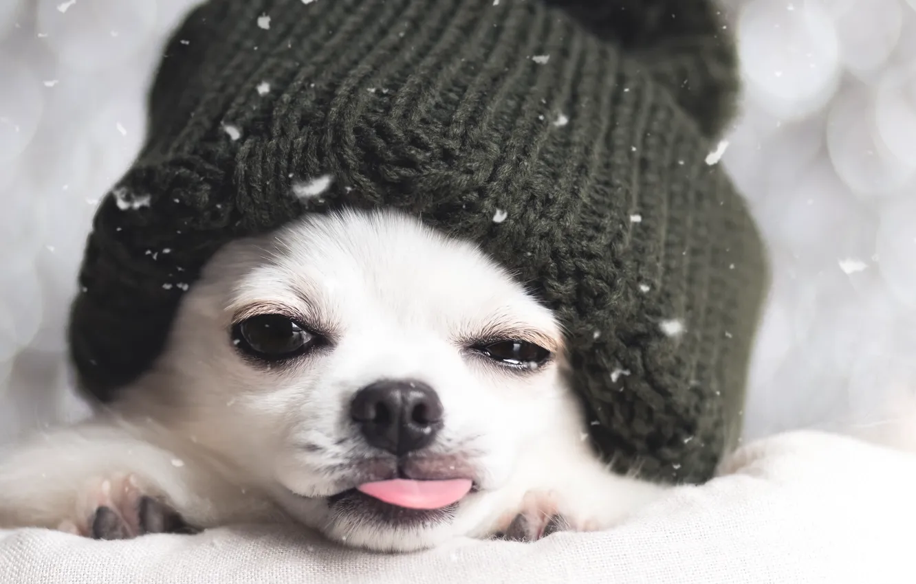 Фото обои зима, друг, шапка, собака