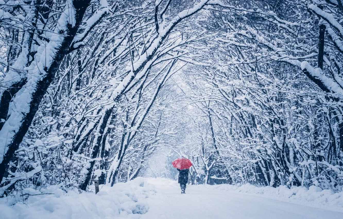 Фото обои зима, снег, человек, зонт, прогулка