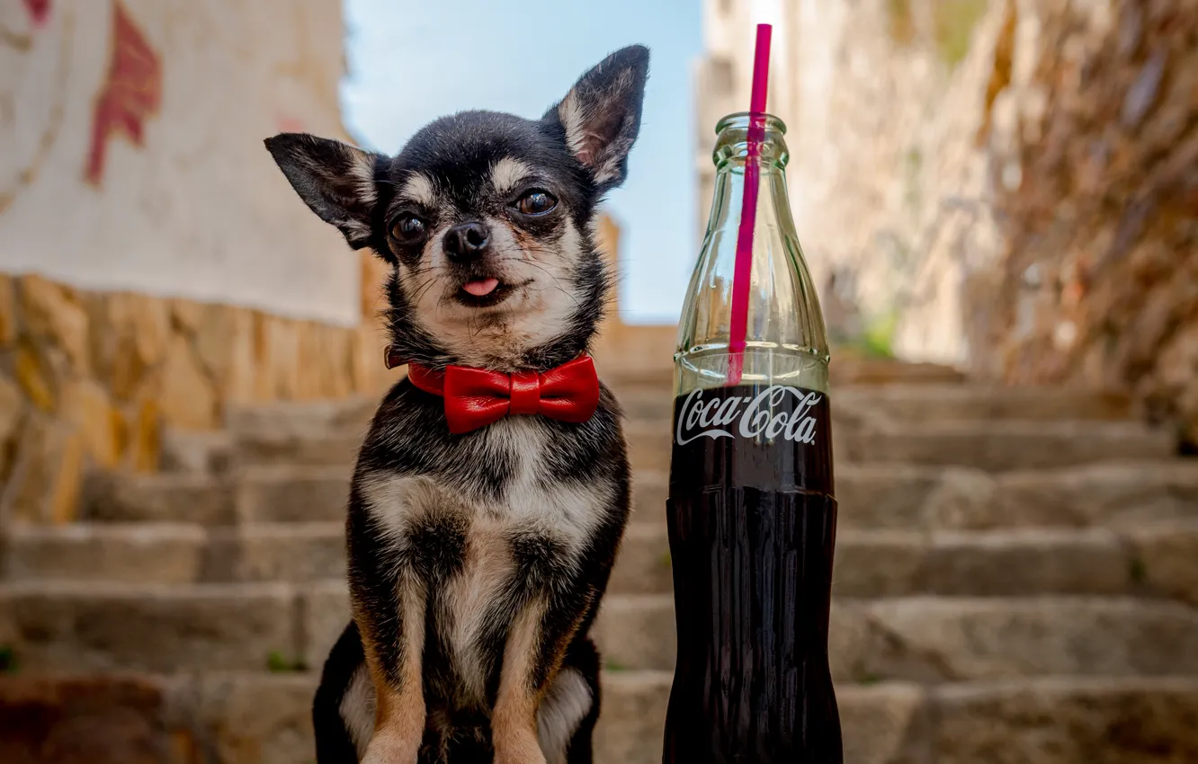 Фото обои бабочка, бутылка, собака, лестница, ступеньки, чихуахуа, кока-кола, пёсик
