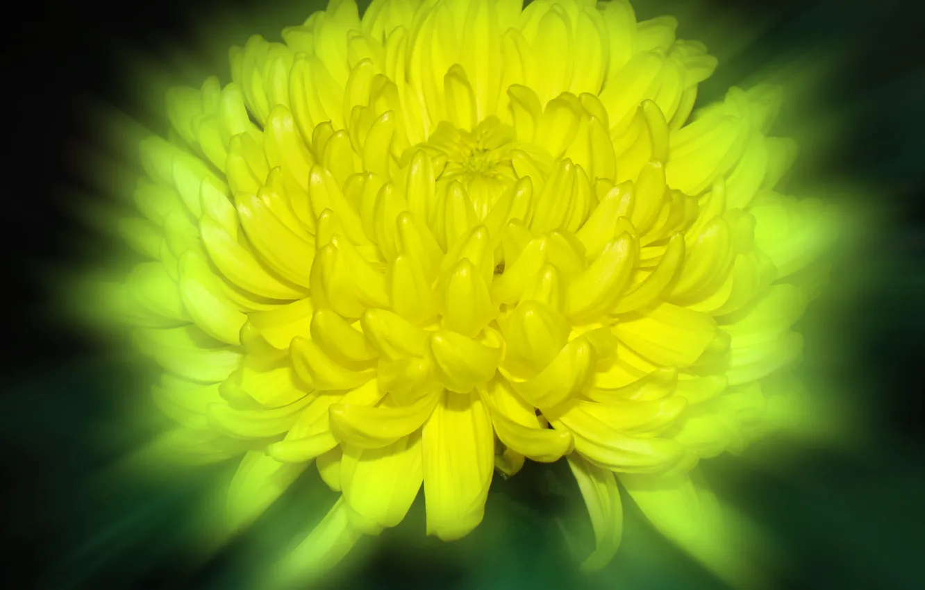 Фото обои цветок, макро, жёлтый, фон, лепестки, жёлтая, хризантема