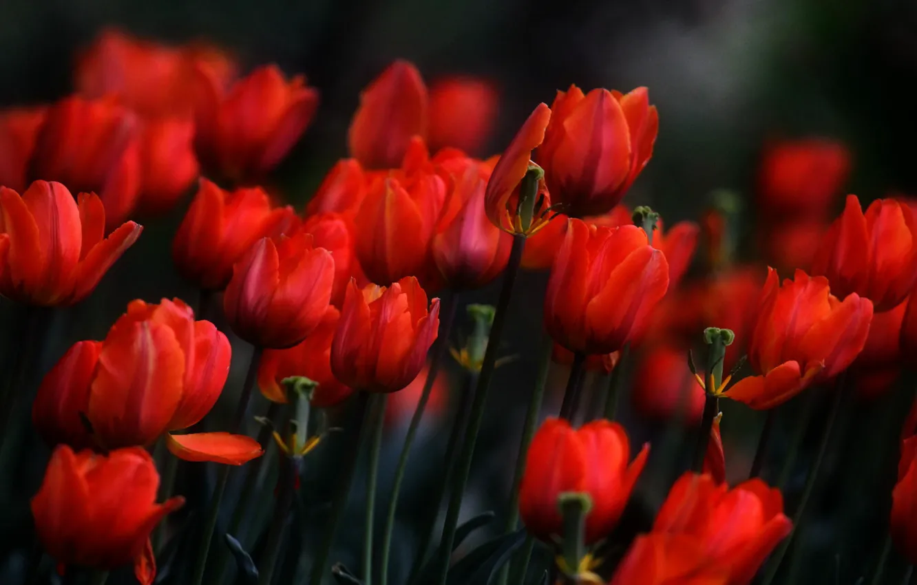 Фото обои цветы, весна, тюльпаны, красные, клумба