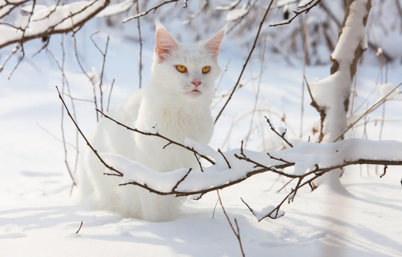 Фото обои зима, кошка, белый, кот, взгляд, свет, снег, ветки