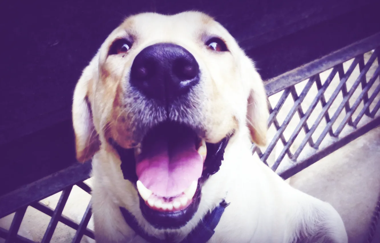 Фото обои happy, labrador, fun, funny, cute, pet, cheerful, teeth