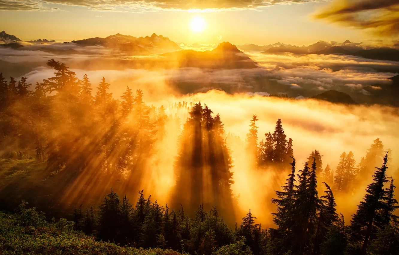 Фото обои небо, солнце, облака, деревья, горы, туман, Лес