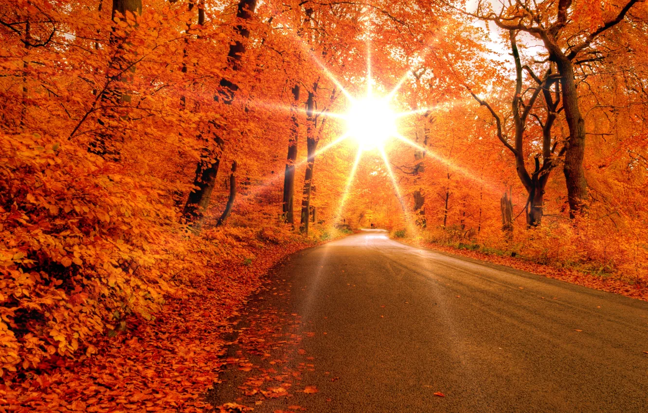 Фото обои дорога, лес, листья, солнце, лучи, деревья, Осень